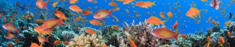 Coral Reef Underwater